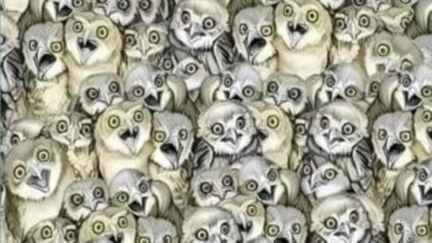 Imagem escondida: Todo mundo vê as corujas – mas quase ninguém encontra o gato