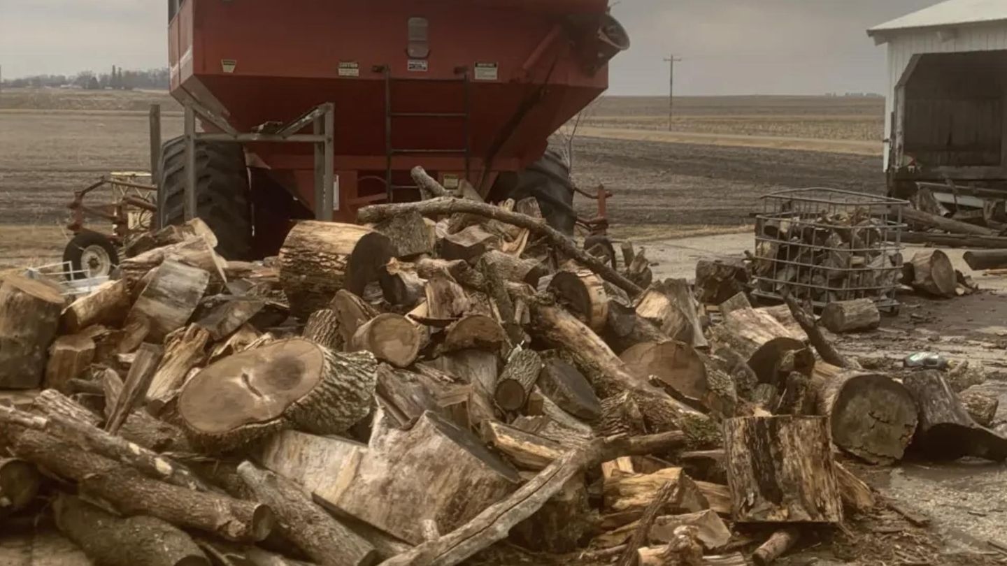 Hidden picture: Everyone sees the wood – but only a few find the hidden cat