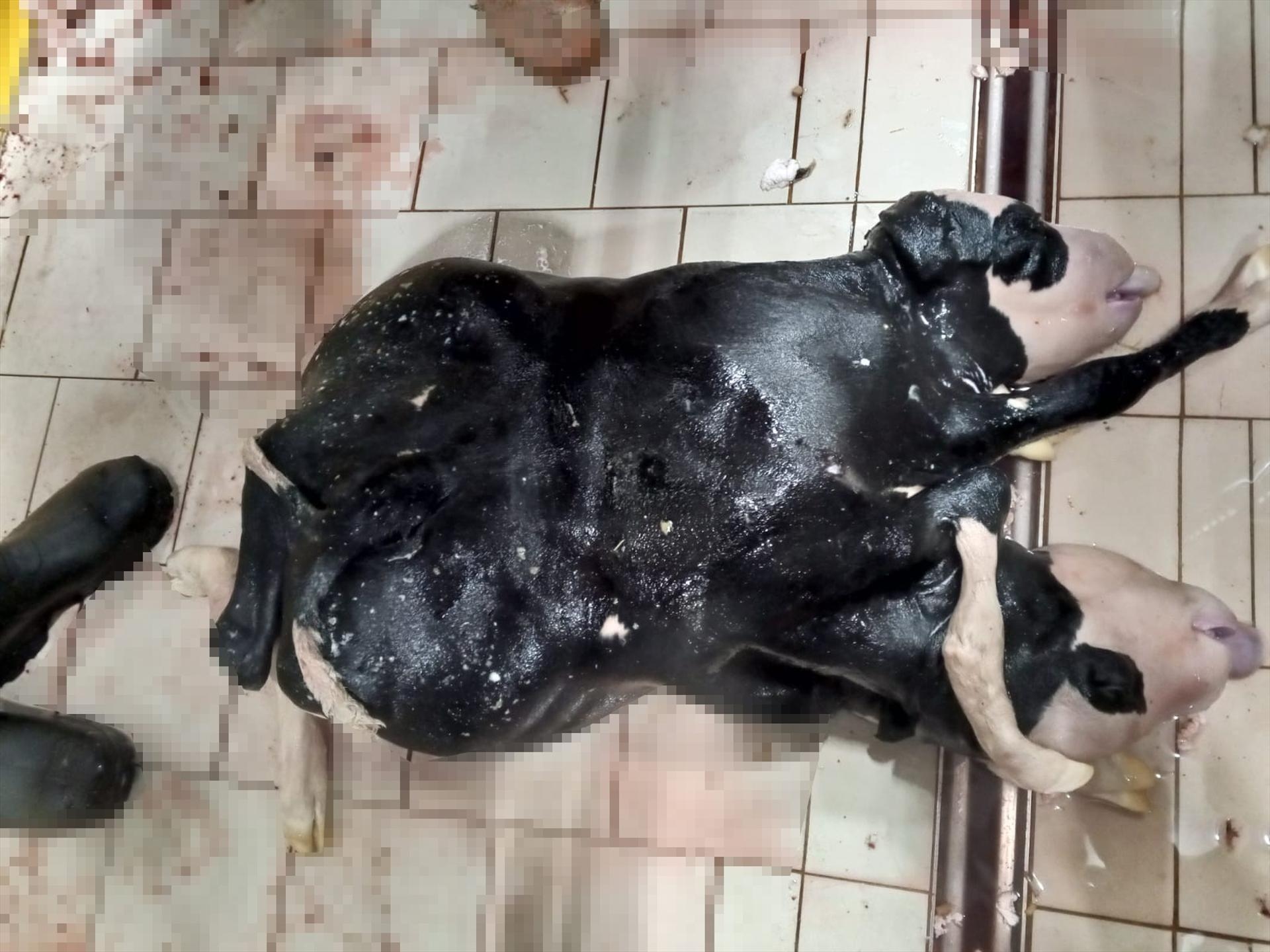 The 6-legged and 2-headed calf amazed those who saw it