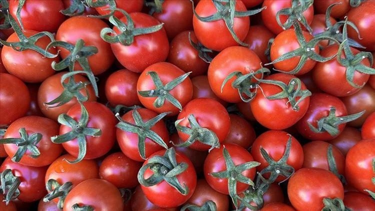 Tomatoes turned out to be the ancestor of potatoes!