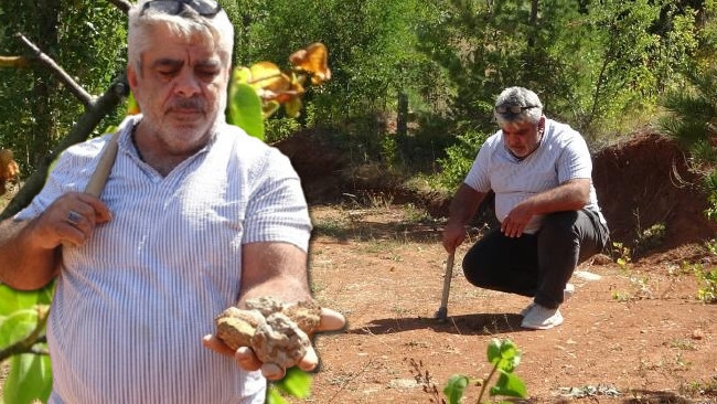 ¡Compite con el oro por gramo! Se extrae del suelo, uno a uno, seleccionándolos: es muy difícil de detectar en la naturaleza.