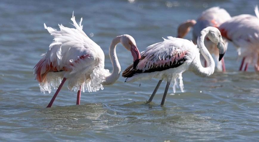 Sıcaklık eksi derecelere düştü! Flamingoların vücutlarında buz sarkıtları oluştu