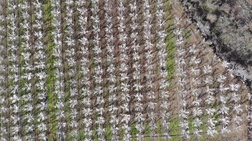 400 trees astonished everyone who saw them! Some thought they were in bloom, while others thought they were sprayed with foam...