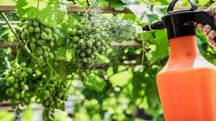 Es verursacht Aufmerksamkeitsdefizite! Die unsichtbare Bedrohung für eine gesunde Ernährung: Pestizide