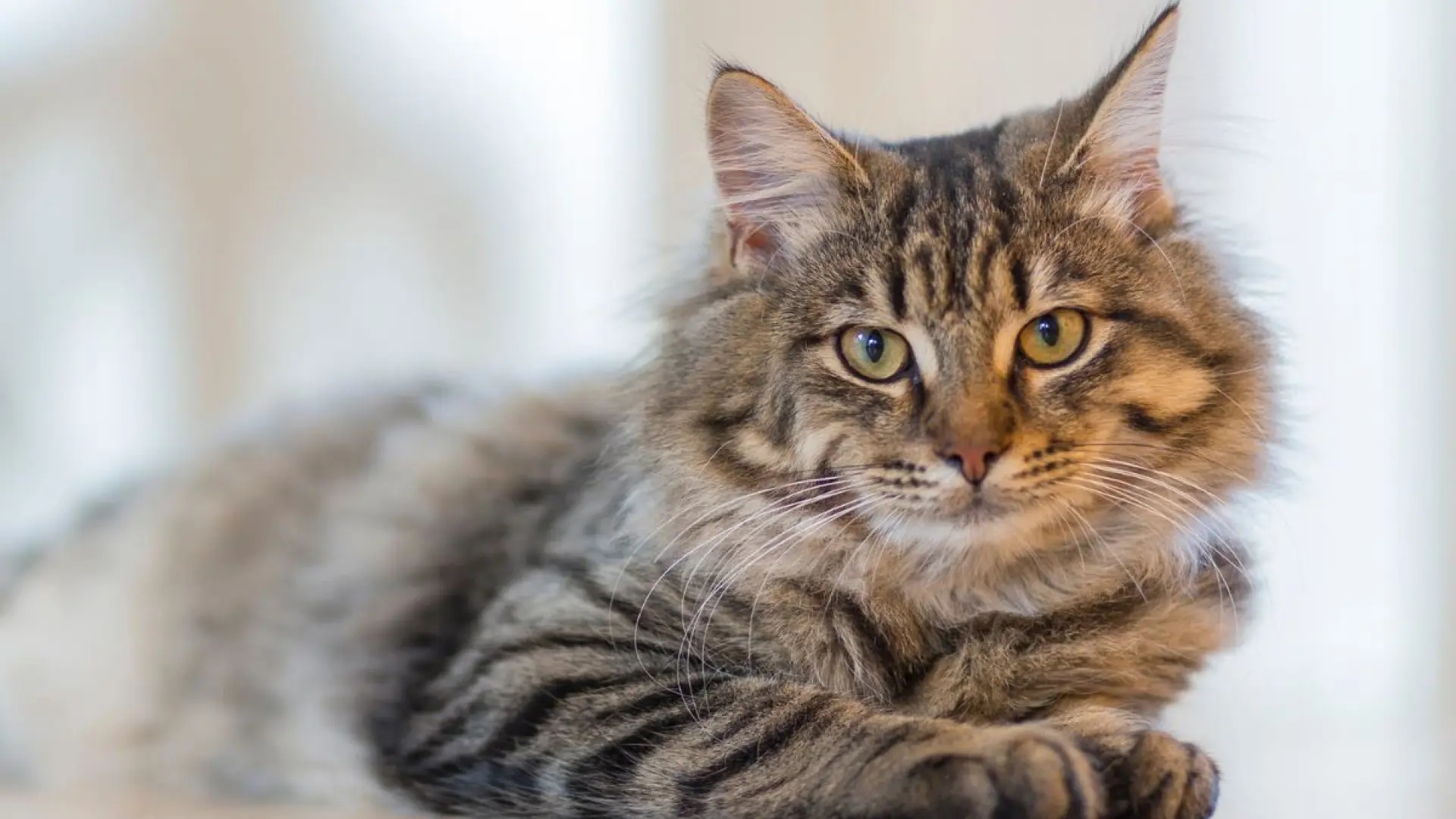 Spaanse wetenschappers maken kattenharten in 3D na om bloedstolsels bij mensen en dieren te voorkomen.