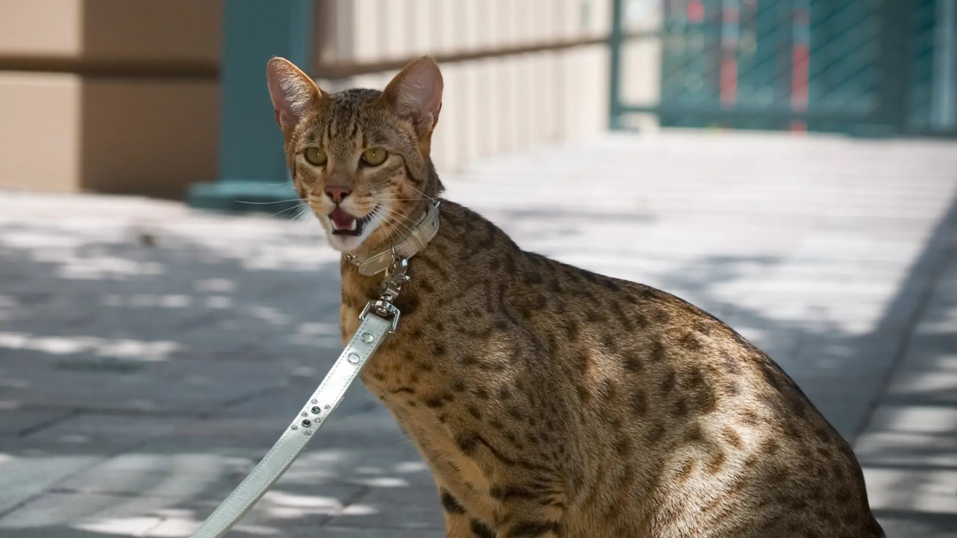 Raças híbridas de gatos, em busca da beleza selvagem apesar do alto custo de criação