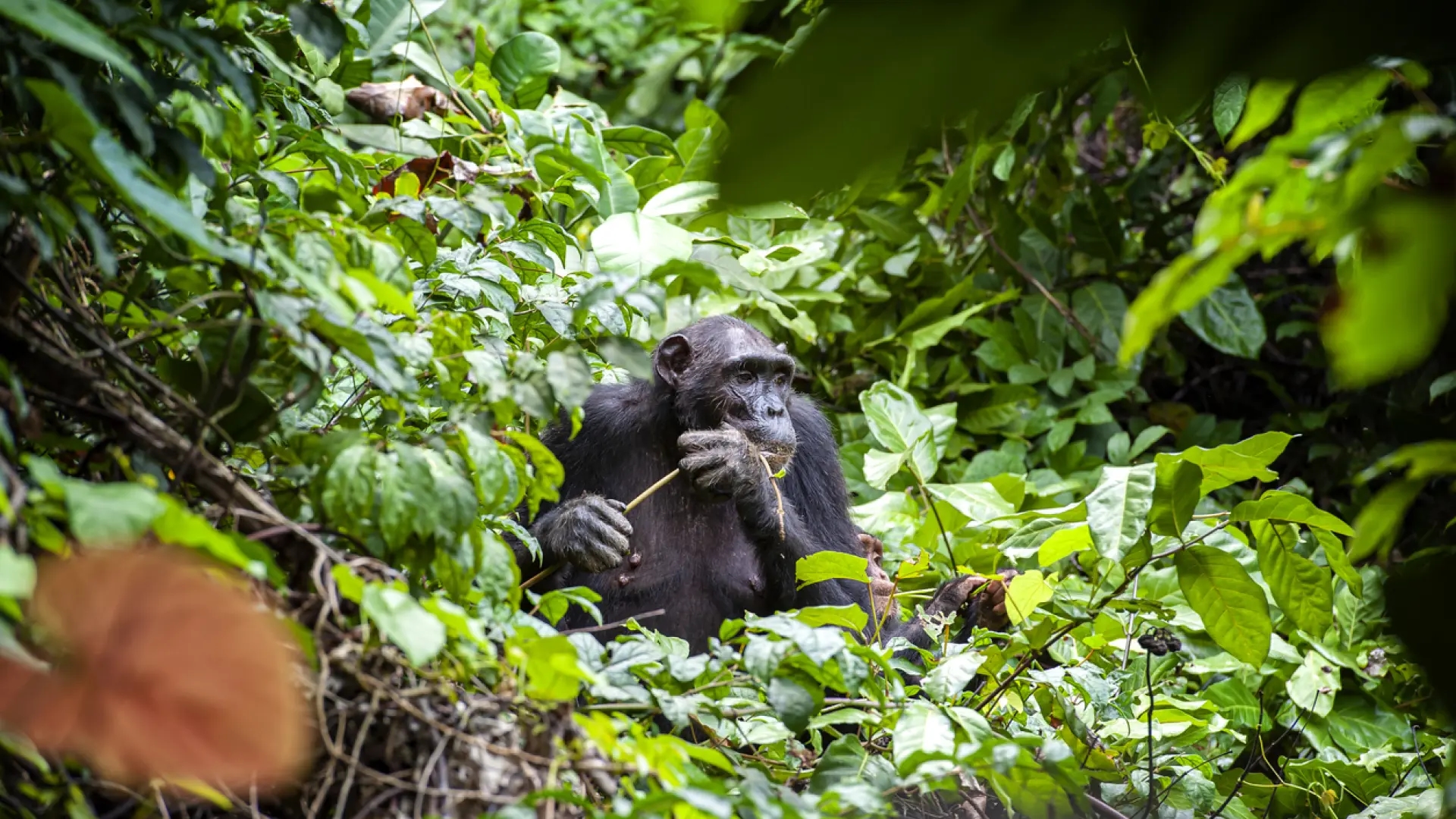 Nos passos de Jane Goodall: descubra o parque nacional onde a etóloga estudou chimpanzés