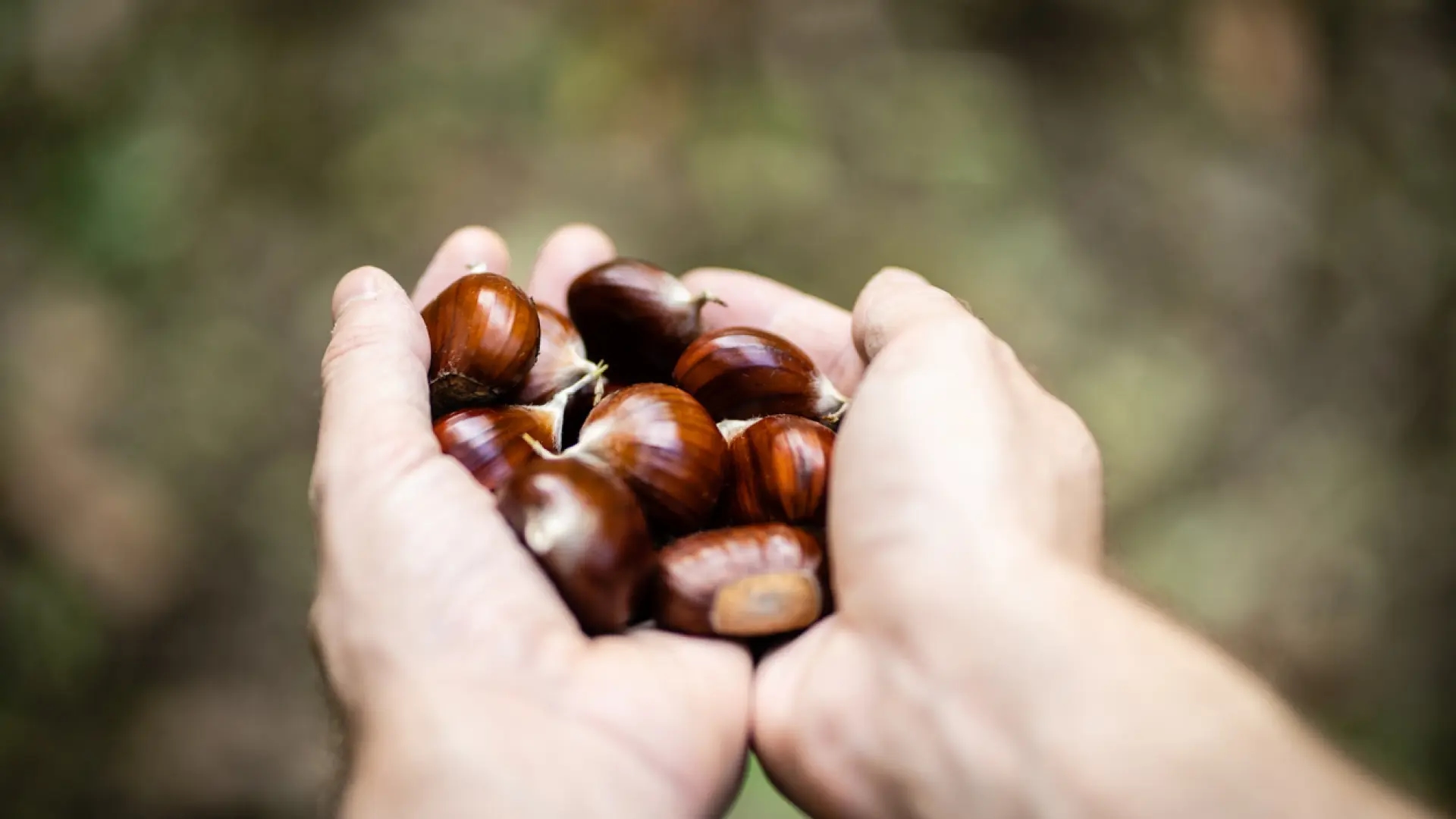 Die einfache Route in Navarra, umgeben von jahrhundertealten Kastanienbäumen und einem Stausee, der malerische Postkartenbilder erzeugt