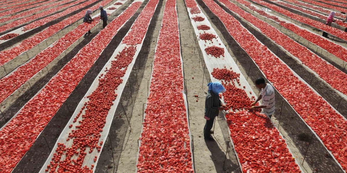 Antidumping duty will reduce Mexican tomato exports to the US by 7.9%
