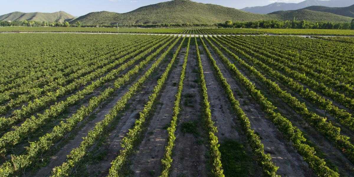 O Festival da Colheita de 2025 em Guanajuato gerará uma receita de 11,6 milhões de pesos.