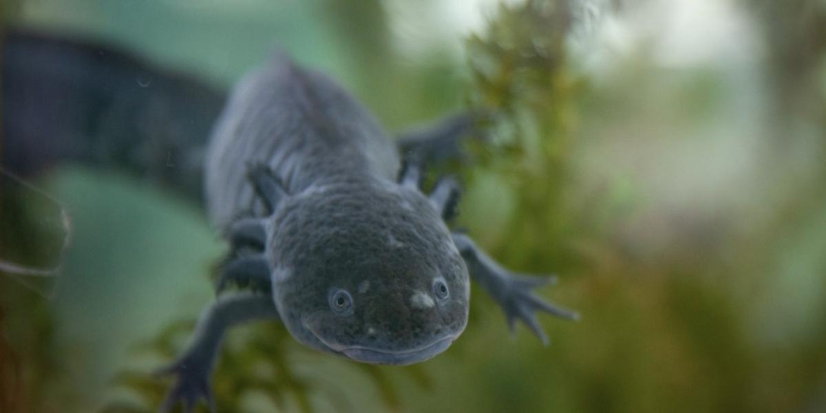 L'ultimo censimento dell'axolotl ne rivela la sopravvivenza, ma è urgente ripristinare il suo habitat a Xochimilco.