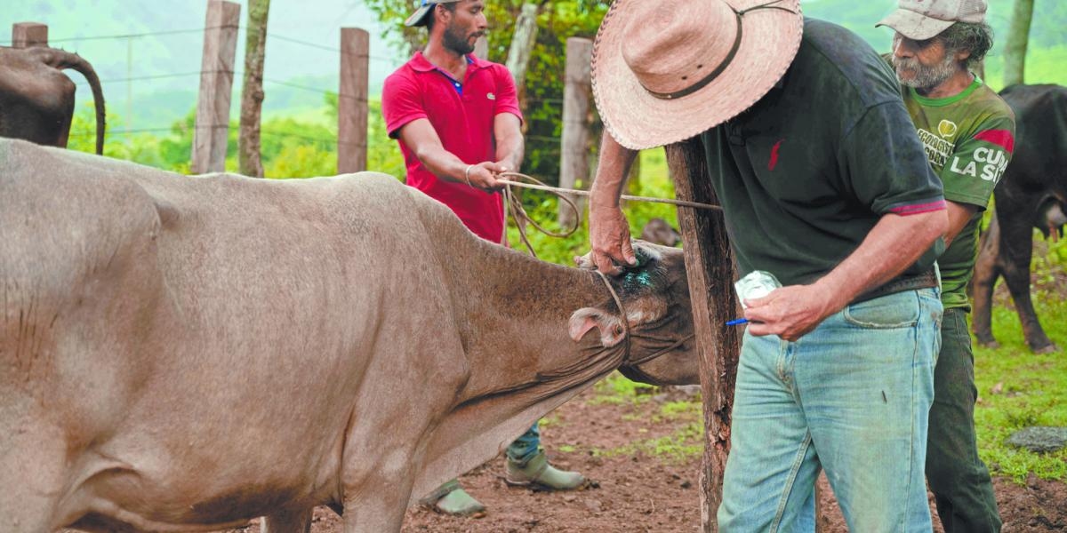 Mexico has stopped exporting $1.3 billion worth of cattle to the U.S.: producers