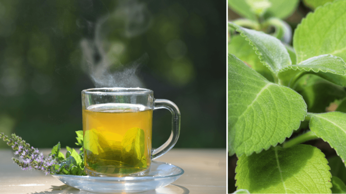 Tè al fegato: l'antico infuso che protegge, purifica e aiuta a ridurre l'acidità