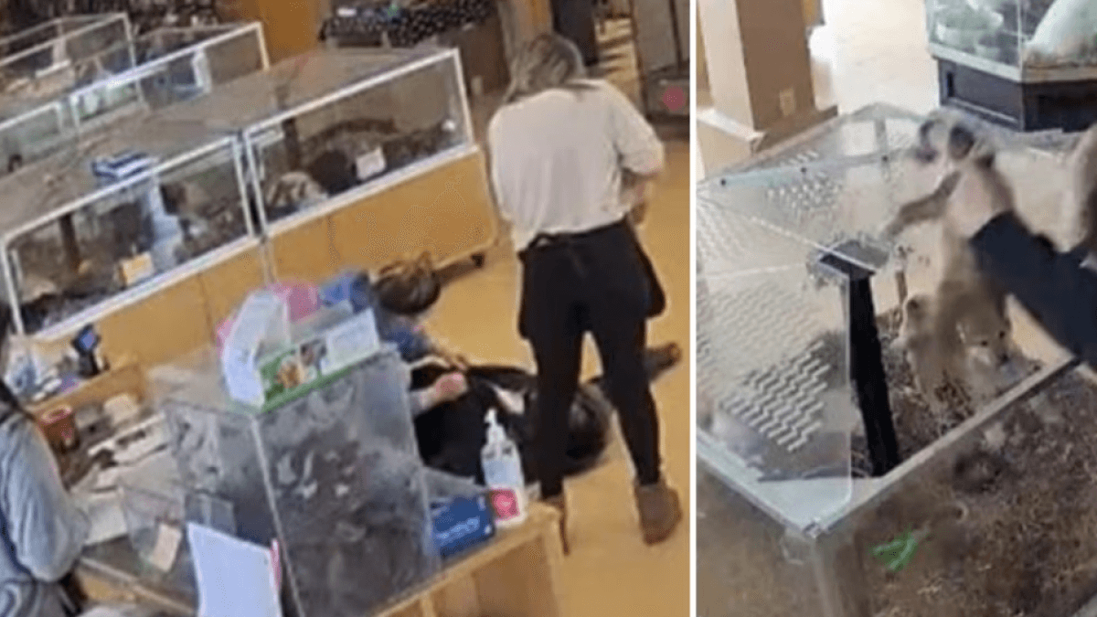 Thief faked seizure while accomplice stole two puppies from pet store