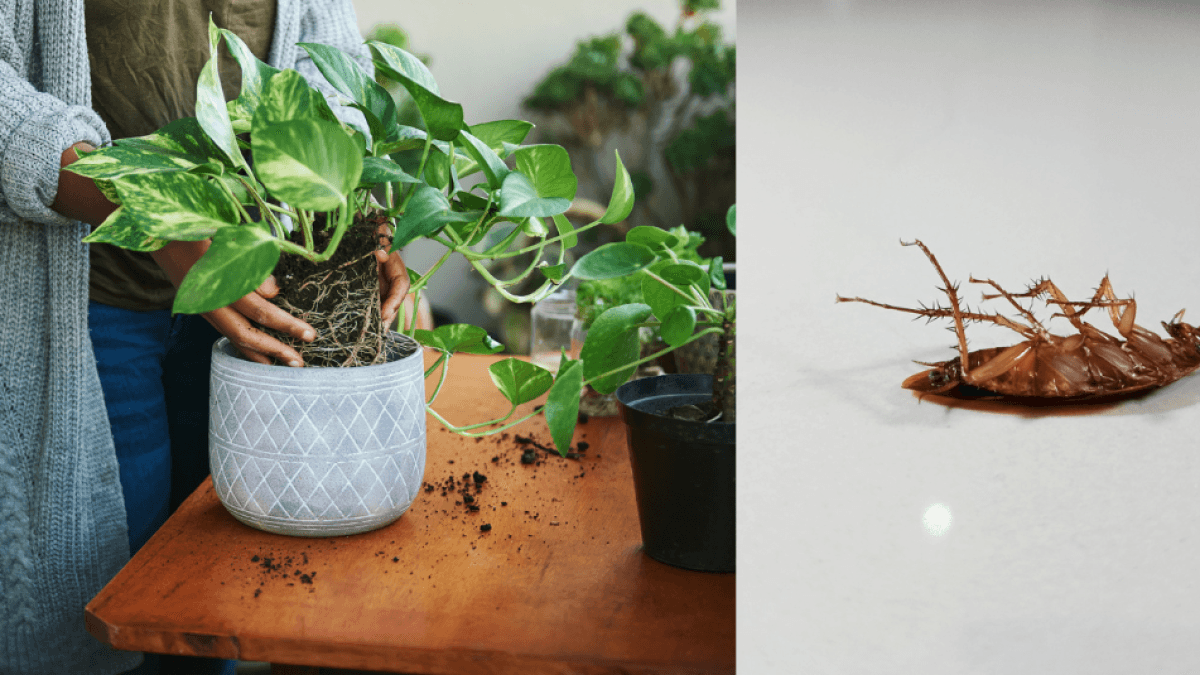 The aromatic plant that keeps cockroaches at bay in your home