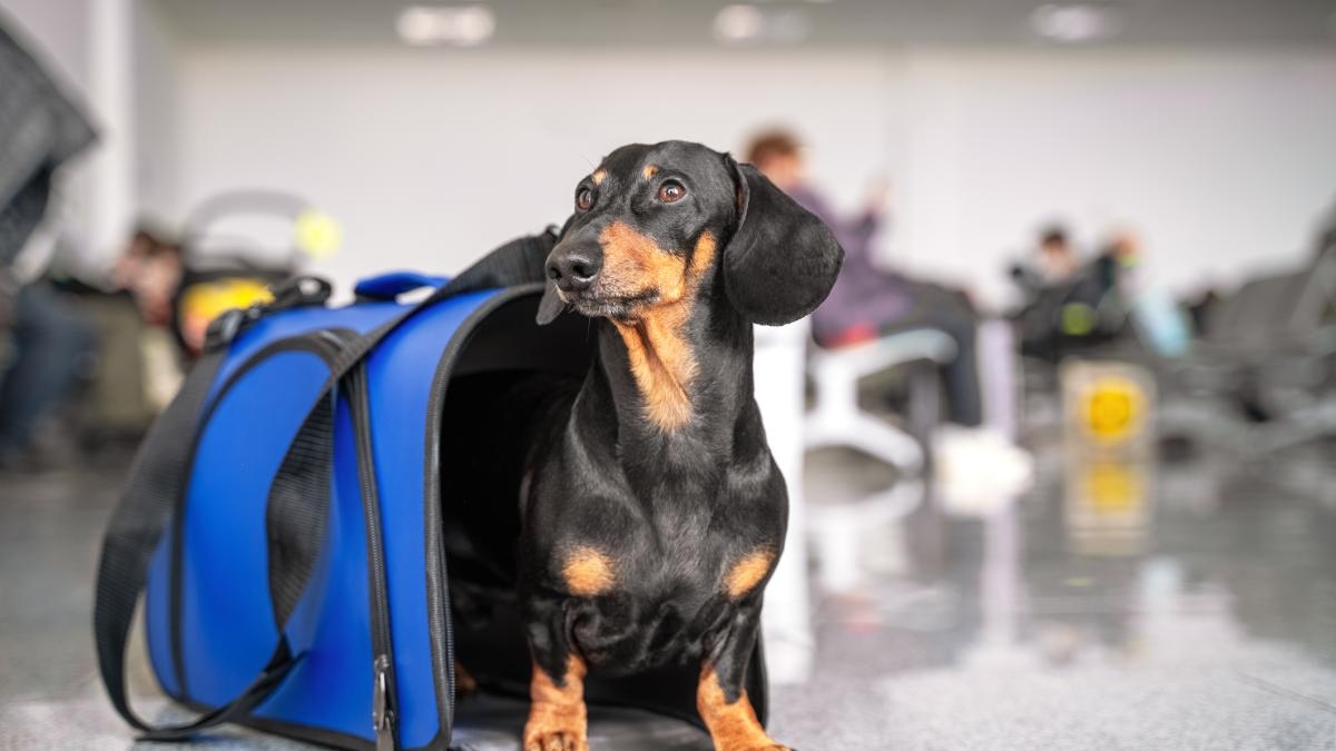 Segundo pesquisa, 15% dos colombianos planejam viajar com seus animais de estimação: como o setor está se adaptando ao turismo pet-friendly e quais são as barreiras?
