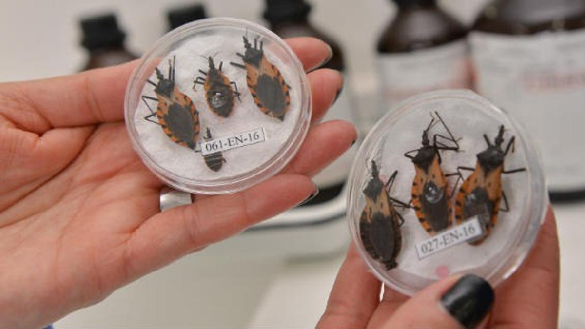 Nach Angaben des Gesundheitsministeriums könnten 12 Millionen Kolumbianer an der Chagas-Krankheit erkranken.
