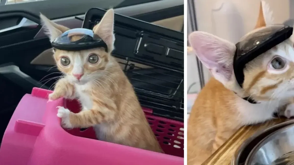 Otter, el pequeño gato que usaba un casco personalizado para evitar lesiones: tenía una malformación congénita
