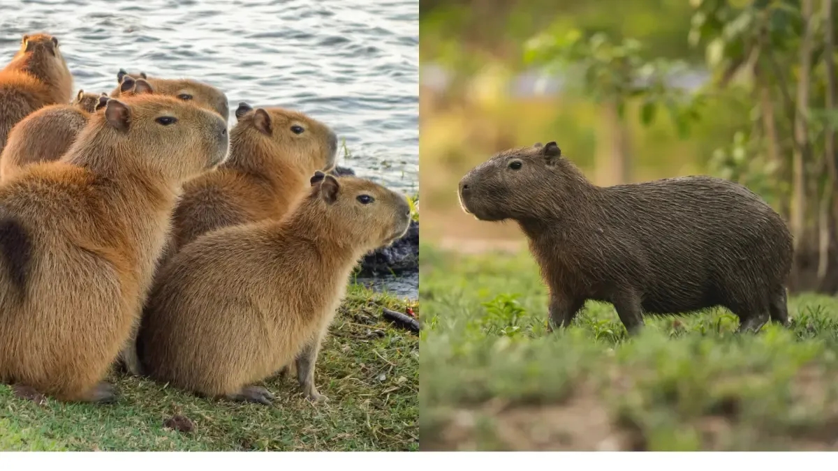 Capibara o Chigüiros: le star di TikTok che svolgono un ruolo importante nella preservazione dell'ecosistema sudamericano.