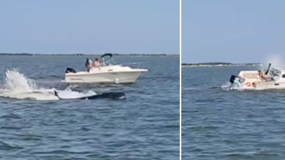 Wieloryb ginie u wybrzeży New Jersey po zderzeniu z łodzią