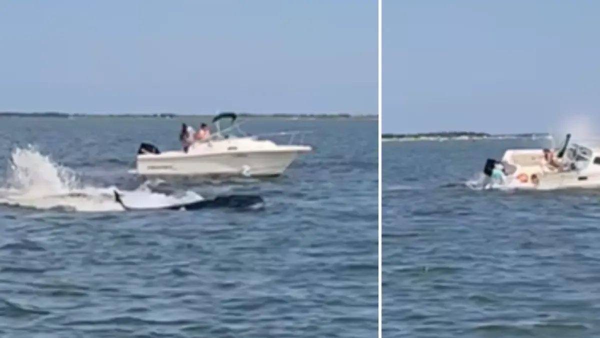 Wieloryb ginie u wybrzeży New Jersey po zderzeniu z łodzią