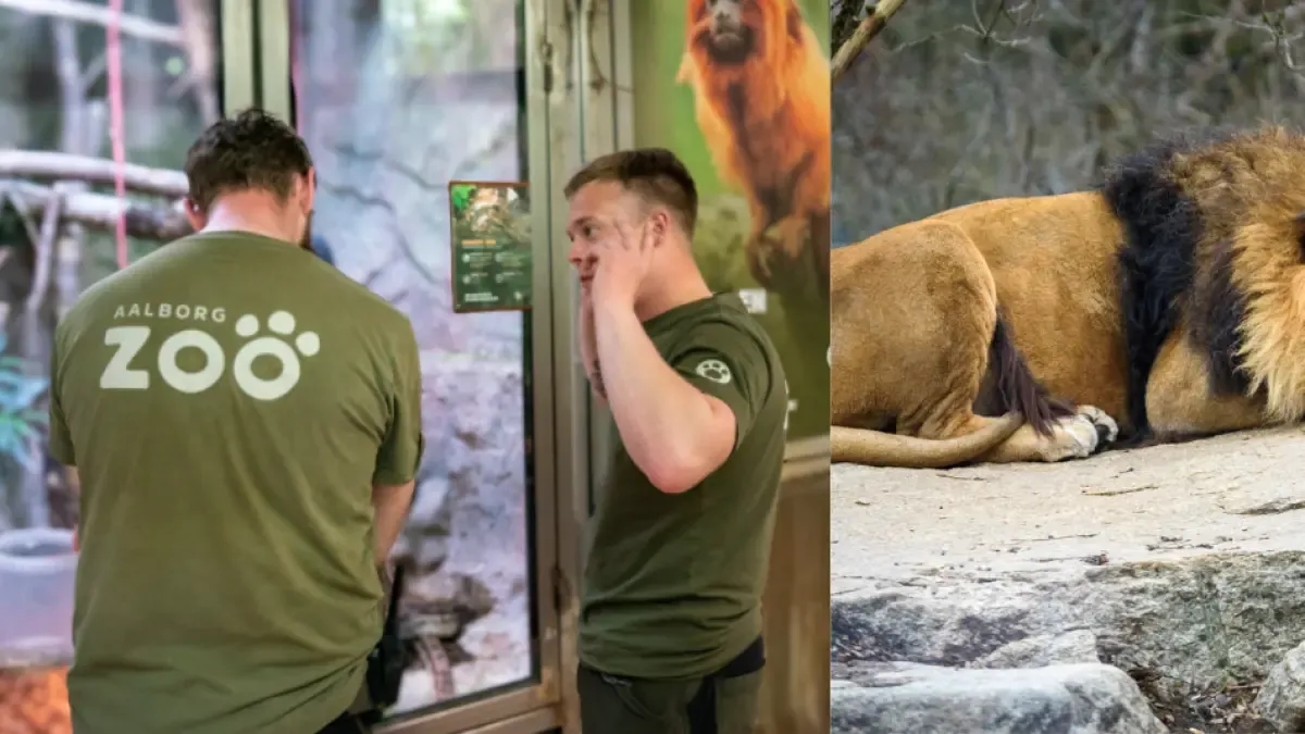 Indignación por zoológico en Dinamarca que pide donación de mascotas para alimentar a los animales de forma ‘más natural’