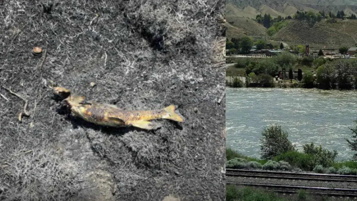 Fische fielen vom Himmel und verursachten einen Brand in Kanada