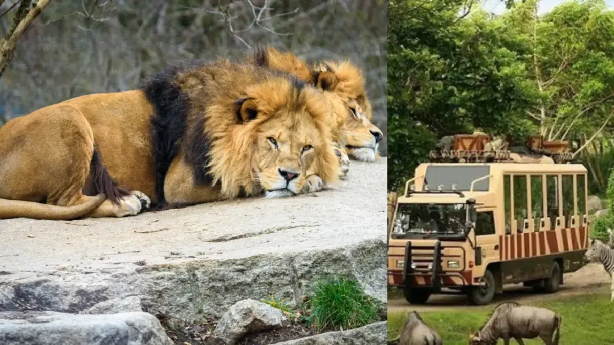 Lwy zabiły opiekuna zoo w Tajlandii: turyści próbowali mu pomóc