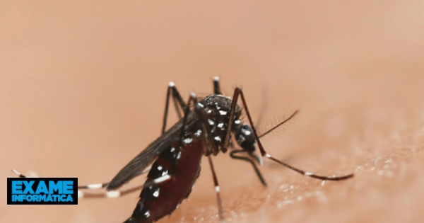 Desenvolvida doença sexualmente transmissível entre mosquitos para controlar malária