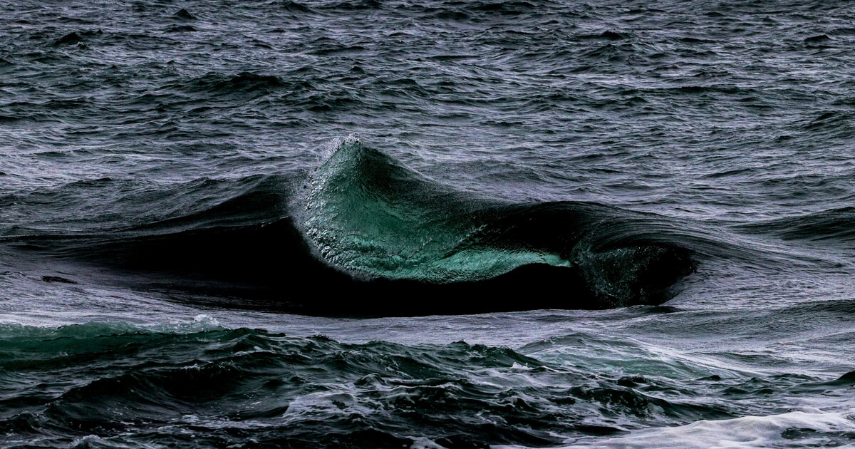 La balena di Hoare, ovvero la mostruosità celata tra le insidie dell’oceano