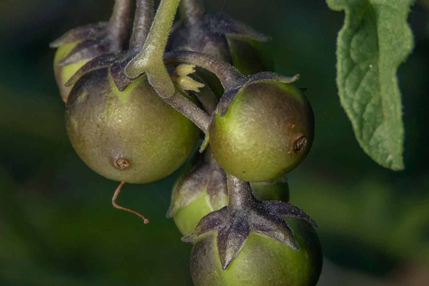 A batata tem seu ancestral… o tomate, segundo um estudo recente
