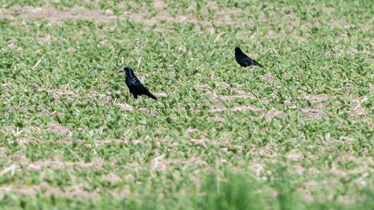 Trouble in agriculture: Protect rooks or shoot them?