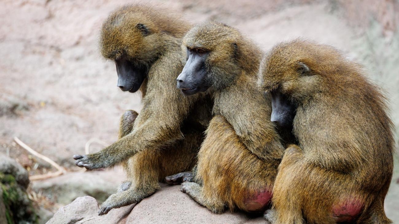 Babuinos: Peta: La mayoría está en contra de matar monos