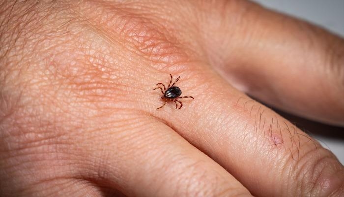 "Het risico op teken is groter op het platteland dan in steden", waarschuwt een expert.