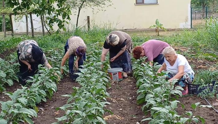 Especialista alerta sobre a época da colheita: "Trabalho incorreto pode levar à hospitalização." Alertas importantes para os agricultores...