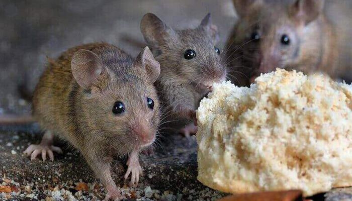 Beware of the rapidly spreading epidemic! It is transmitted from animals to humans: The death toll has risen to 162!