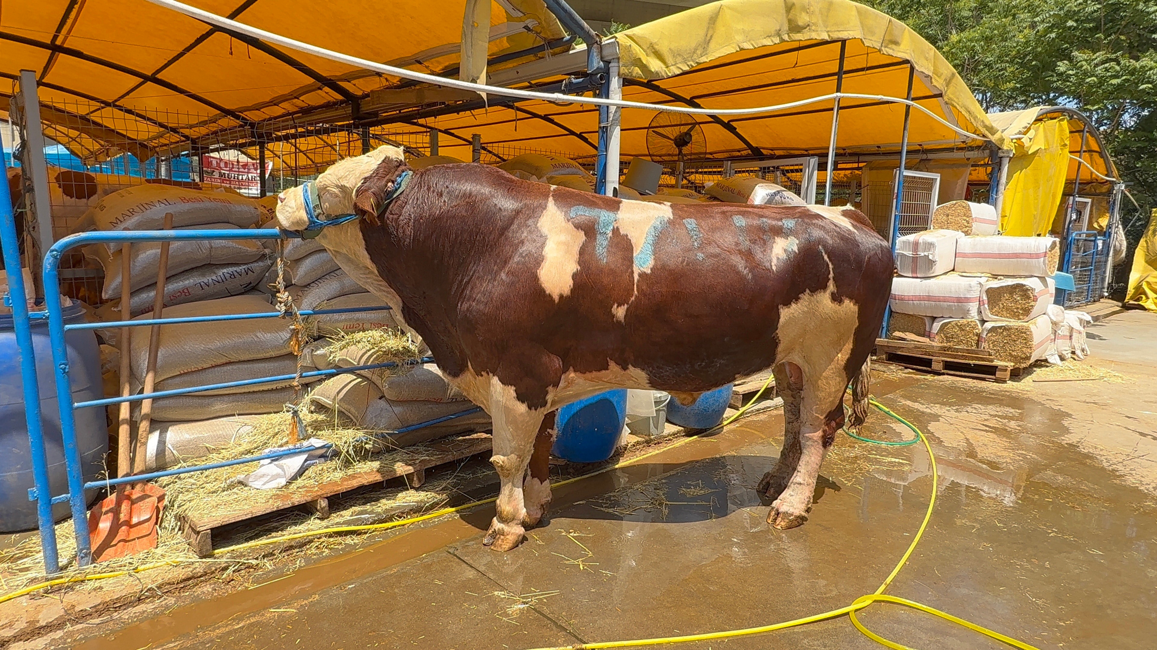 He became the champion of the sacrificial animal market: 1 ton 200 kilo calf found a buyer for 420 thousand TL