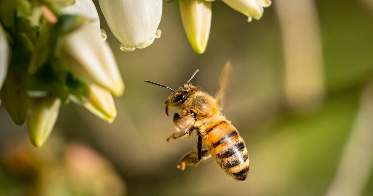 Les attaques d'abeilles augmentent au Brésil, révélant le manque d'antidote