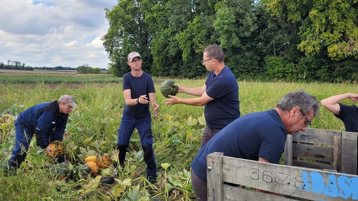 Puellemontier, officiële leverancier van Nigloween-pompoenen