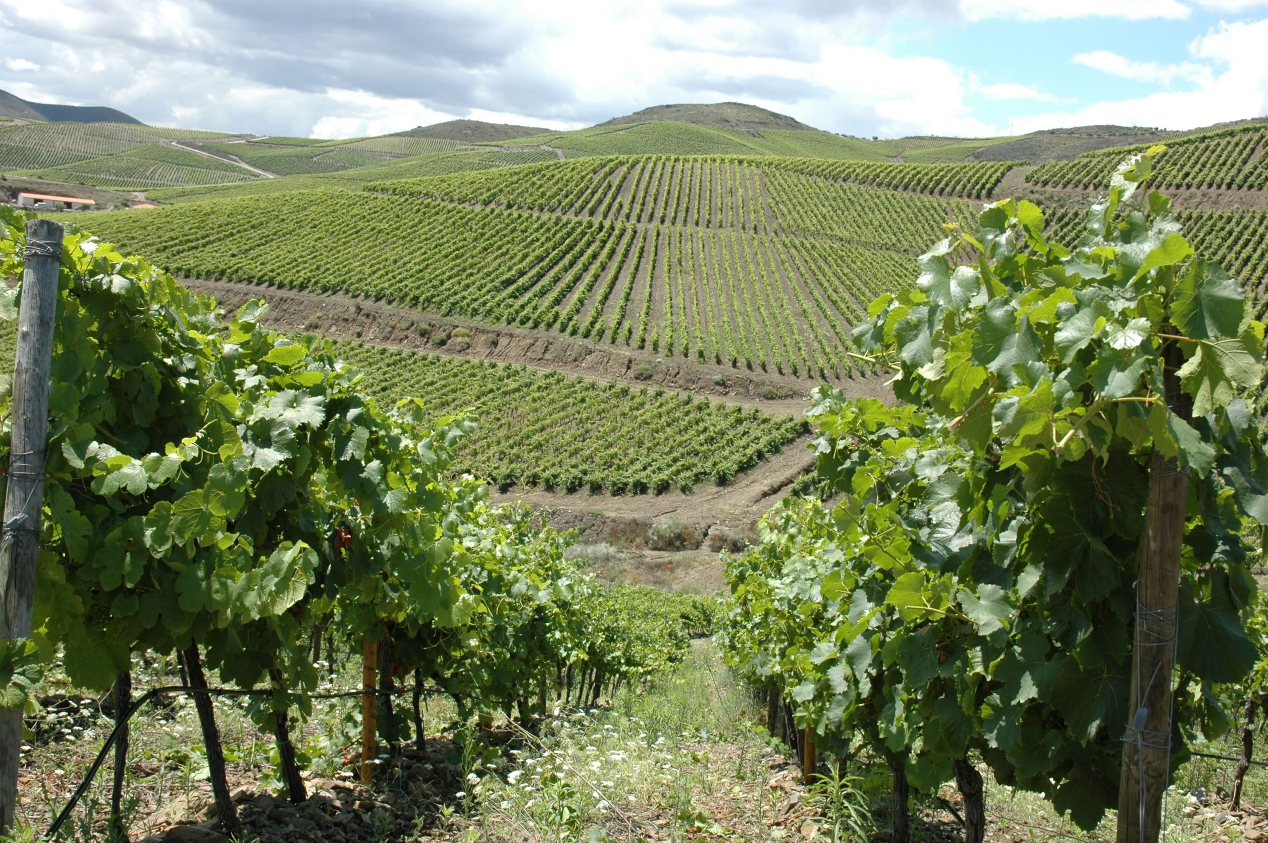 Douro Superior Wijnfestival op ExpoCôa