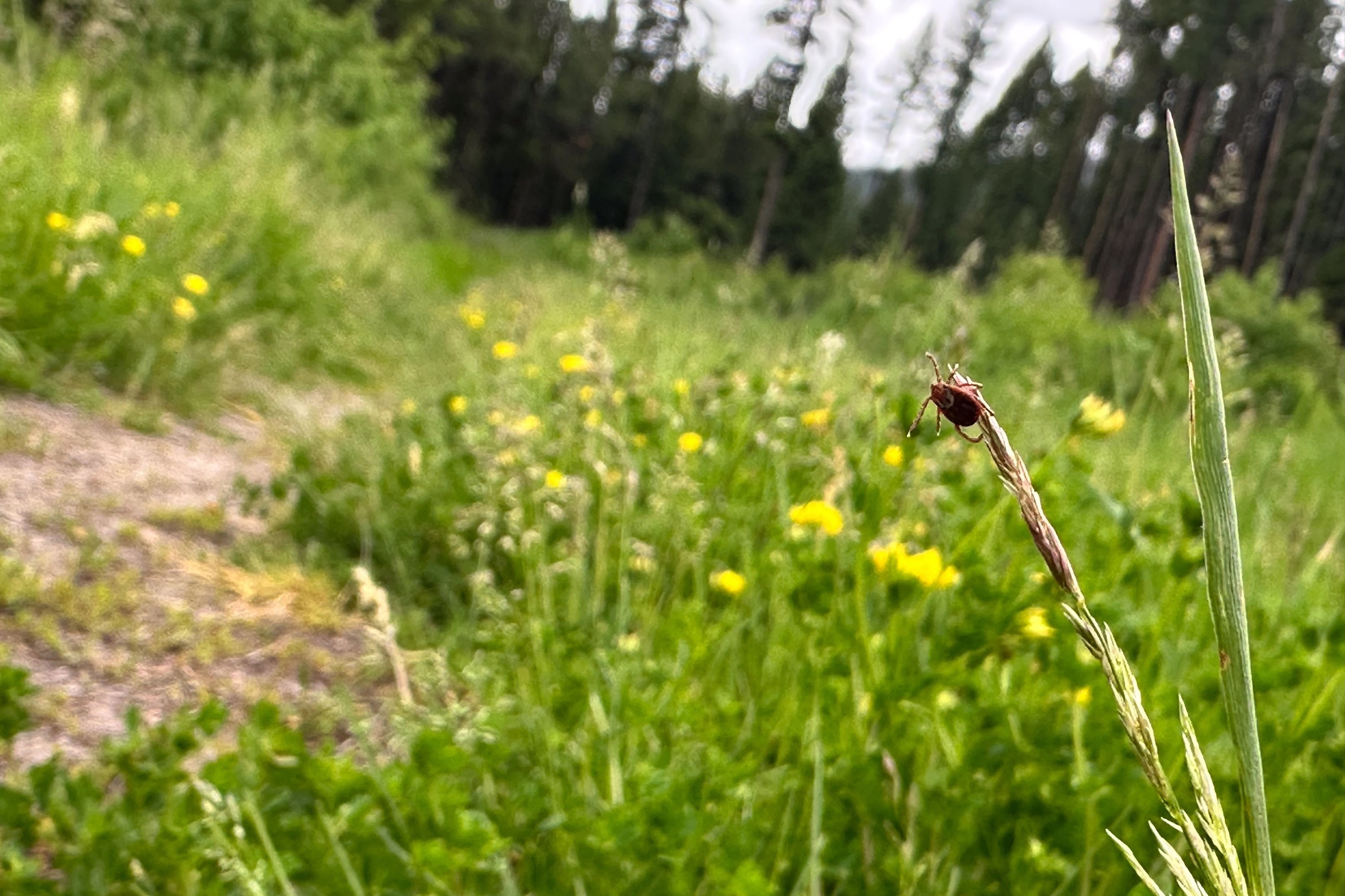Ticks Are Migrating, Raising Disease Risks if They Can’t Be Tracked Quickly Enough