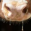 Недавно в Италии и Франции были зафиксированы вспышки заболевания крупного рогатого скота «нодулярный дерматит».