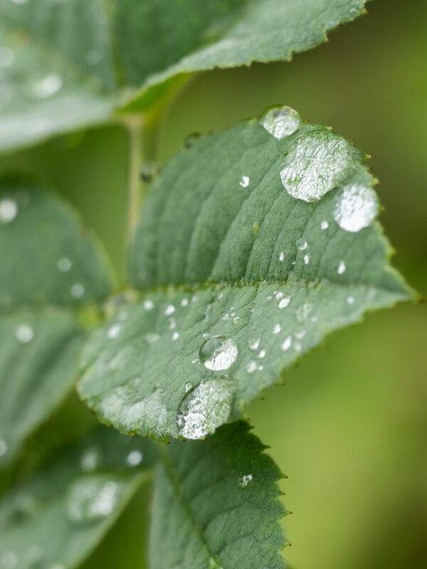 In parts of Germany, the soils are so well moistened after the rainy July that they could even withstand a heat wave.