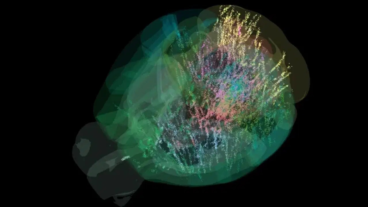 Brain activity fully mapped for the first time: Decision-making is much more complex than we thought