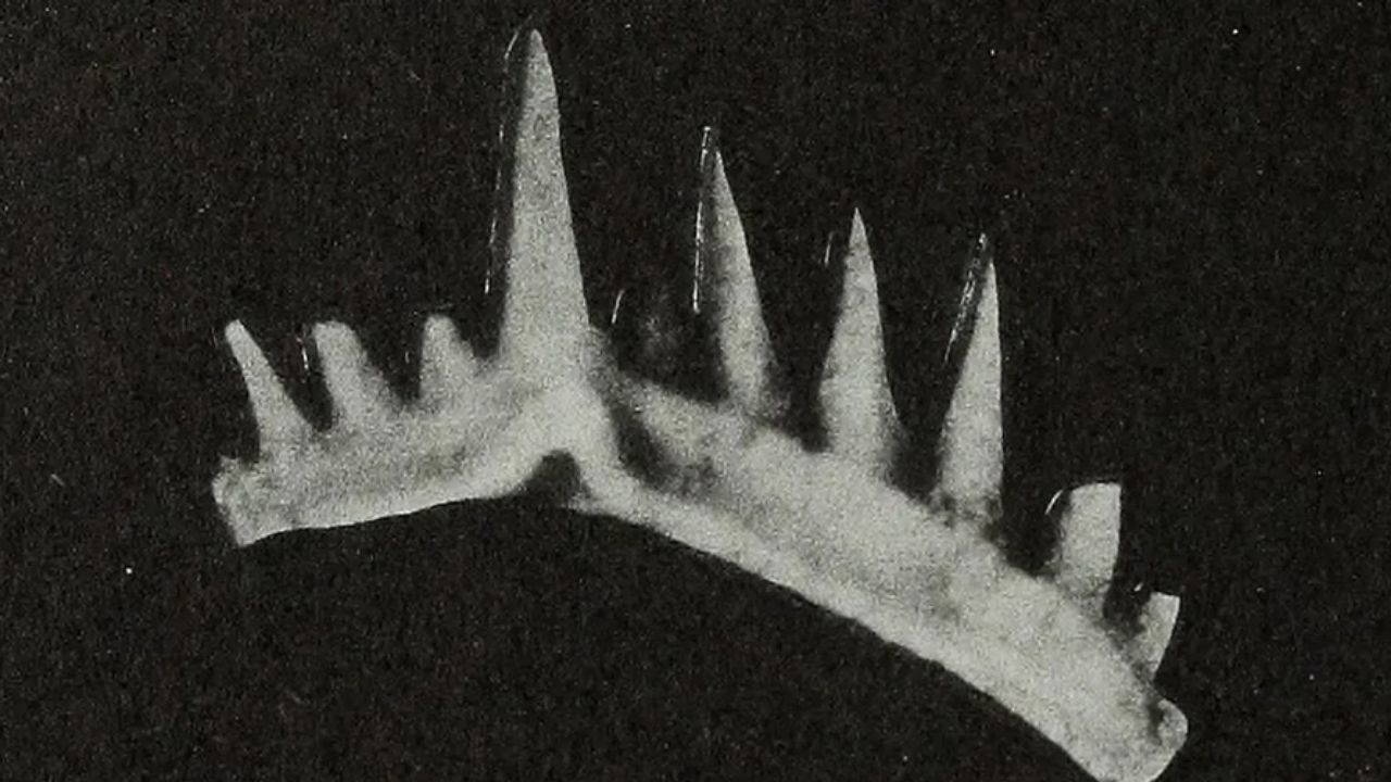 Esta pequena criatura com os dentes mais afiados viveu há milhões de anos