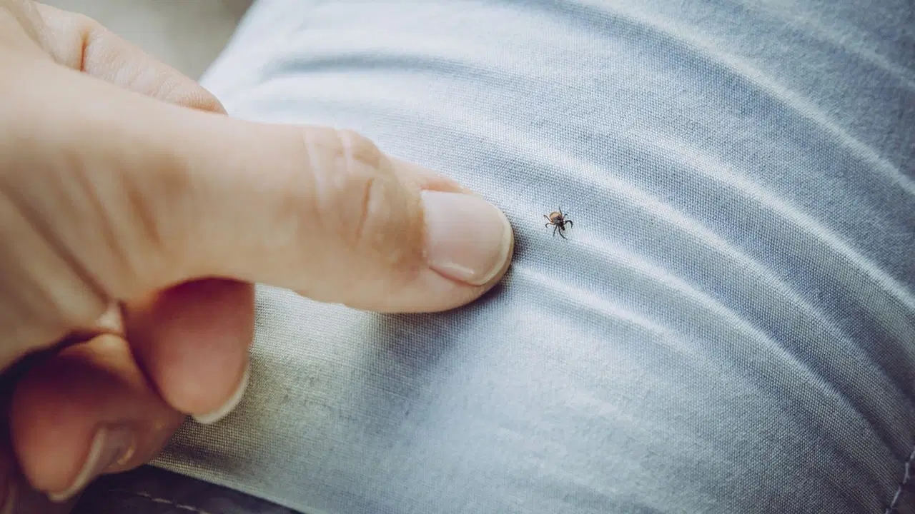 Critical tick warning from experts: Do not crush with your hand!