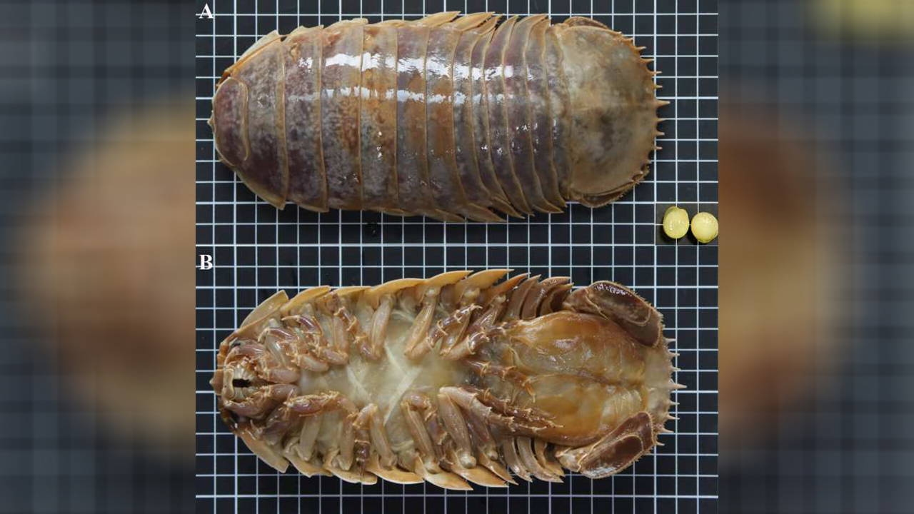 Dark Side of the Ocean: New Species of Giant Sea Beetle Named After Darth Vader