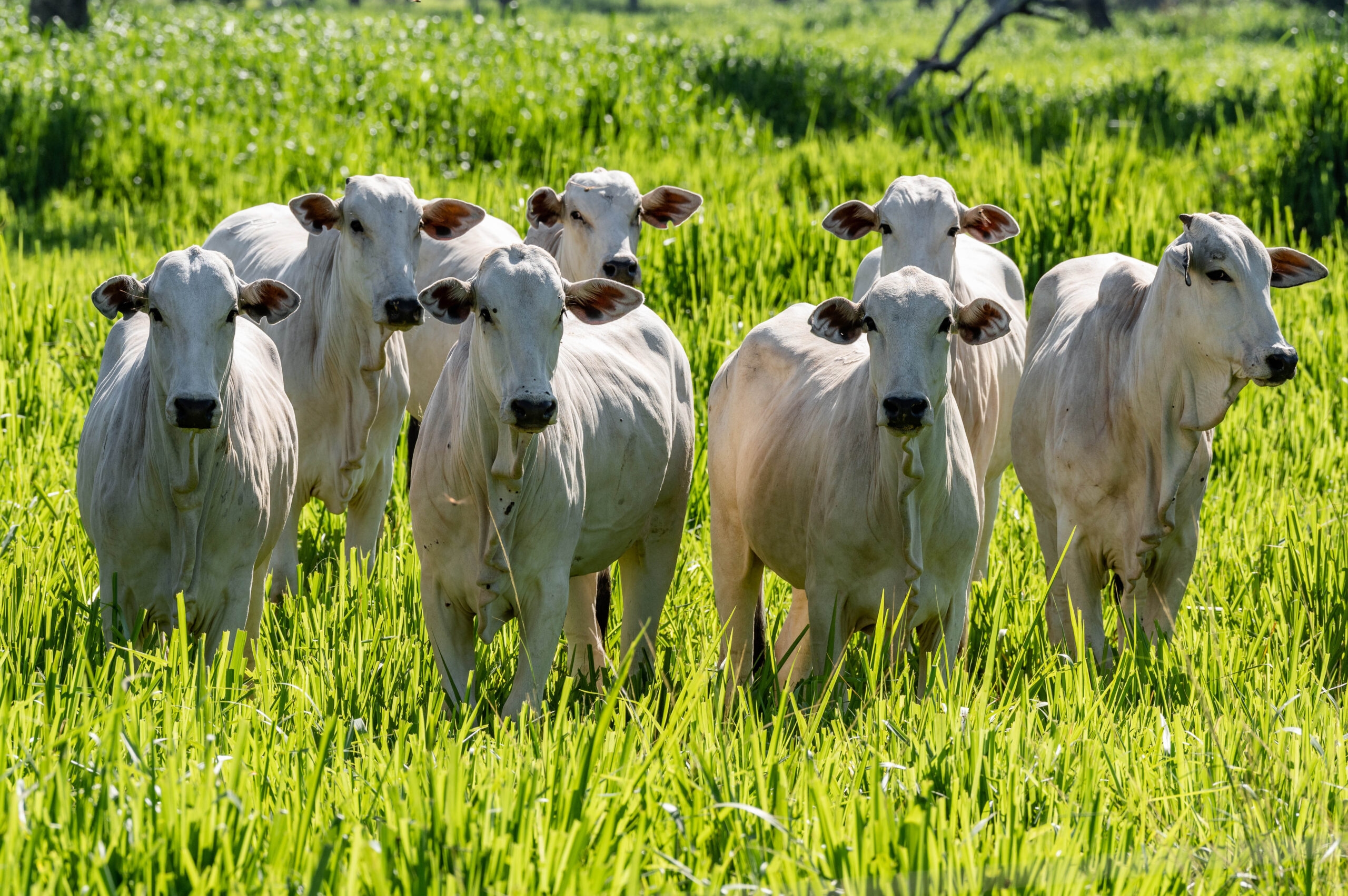 Trump's tariff threatens trade with leading beef-producing state