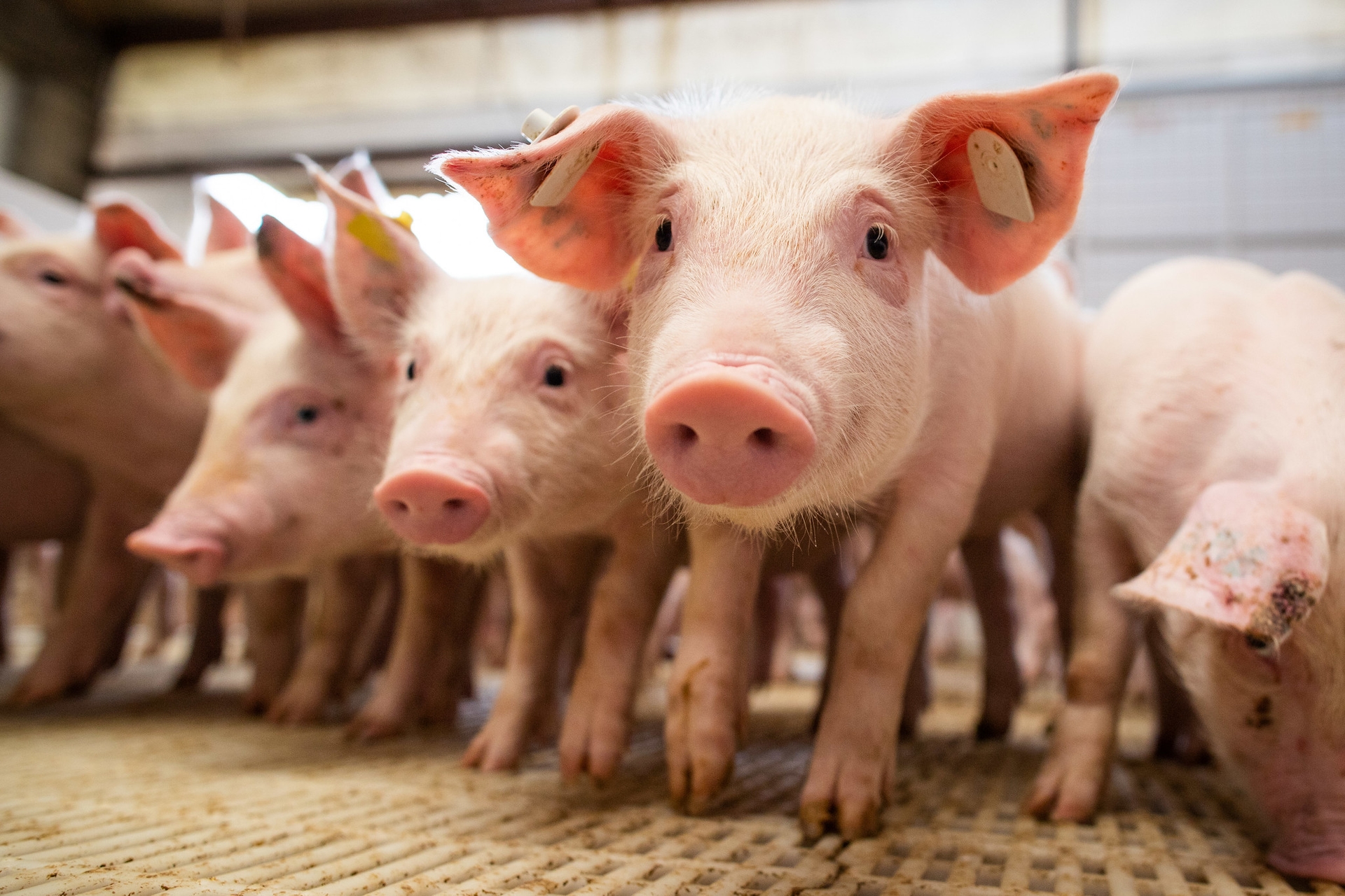 Indústria de saúde animal investe em bem-estar de suínos para ampliar produção
