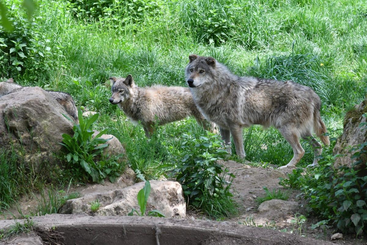 How this Dordogne animal park disrupts the daily lives of deer, fallow deer, wolves and other protected wild animals